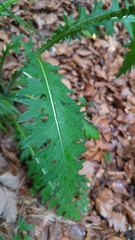 Carduus defloratus