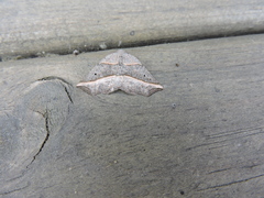 Metanema determinata