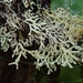 Hypogymnia subphysodes - Photo (c) Melissa Hutchison, some rights reserved (CC BY-NC-ND), uploaded by Melissa Hutchison