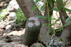 Mammillaria polythele