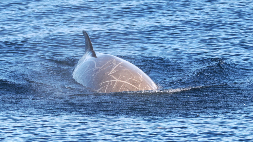 Southern bottlenose whale breaking the surface with a misty blow