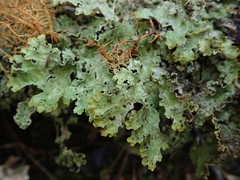 Pseudocyphellaria granulata