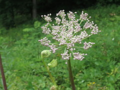 Angelica cincta
