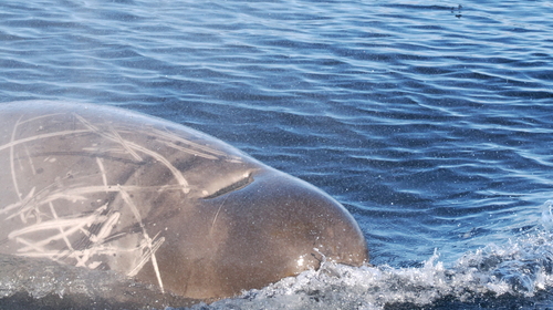 Southern Bottlenose Whale (Hyperoodon planifrons)