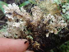 Pseudocyphellaria granulata