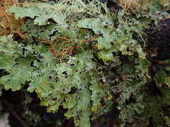 Pseudocyphellaria granulata