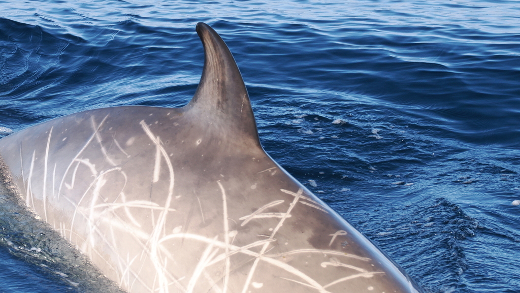 Southern bottlenose whale rolling at the surface with its dorsal fin showing