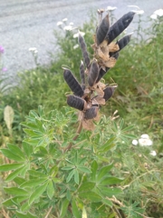 Lupinus nootkatensis