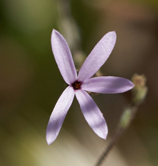Lessingia