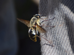 Pangoniinae