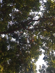 Ficus natalensis