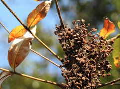 Rhus hypoleuca