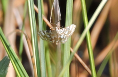 Elophila ekthlipsis