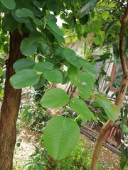 Pterocarpus santalinus