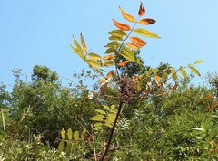 Rhus hypoleuca