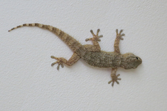 Tarentola mauritanica