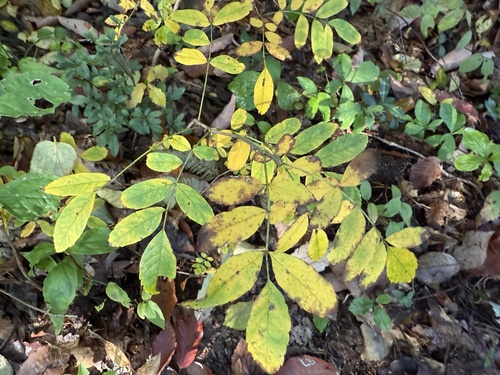 Sorbus gracilis iNat (2)