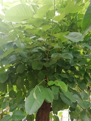 Pterocarpus santalinus