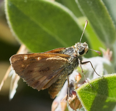 Ochlodes agricola