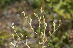 Pseudognaphalium ramosissimum