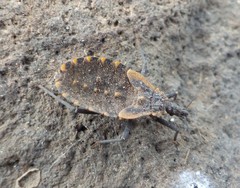 Triatoma