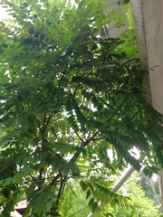 Phyllanthus acidus