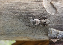 Platycryptus