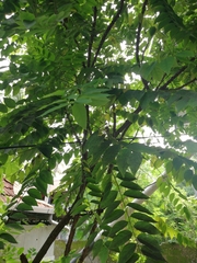 Phyllanthus acidus