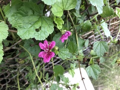 Malva sylvestris mauritiana