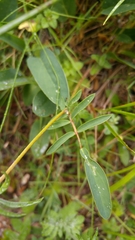 Anthyllis vulneraria