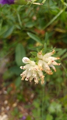 Anthyllis vulneraria