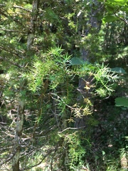 Juniperus communis communis