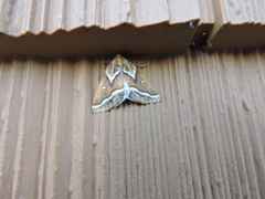 Caripeta angustiorata