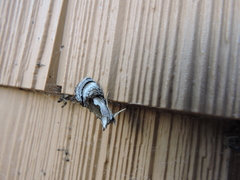 Chrysanympha formosa