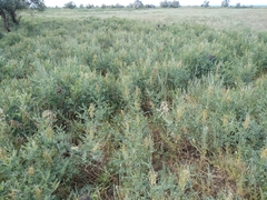 Sophora alopecuroides