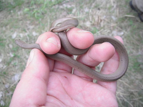 Smooth Greensnake photographed in Wisconsin