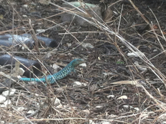 Cnemidophorus arubensis