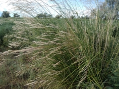Stipa splendens