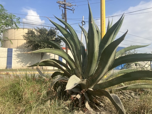 Image of Agave salmiana by (c) Ricardo Jaimes-López, some rights reserved (CC BY)