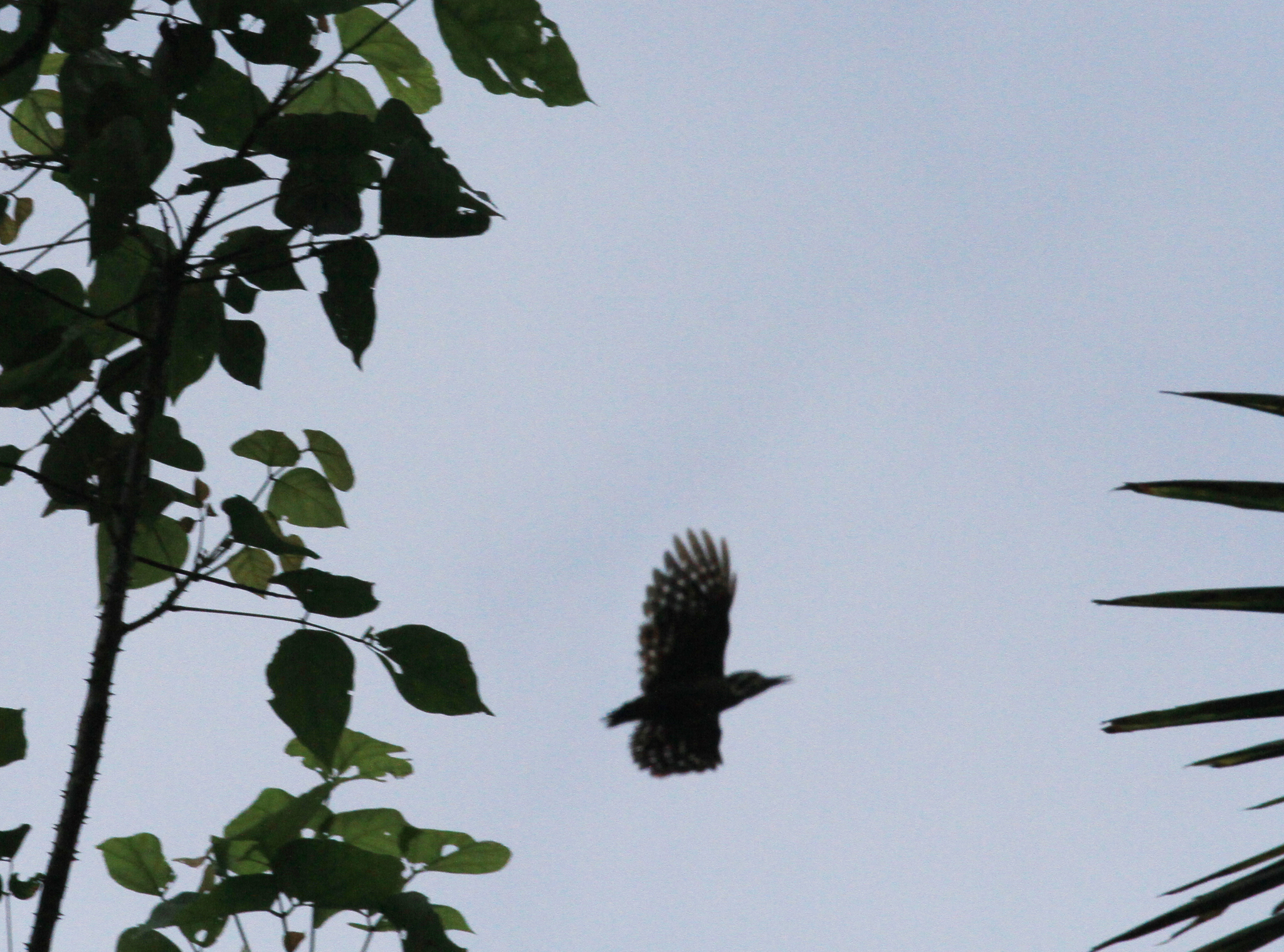 Brown-capped Pygmy Woodpecker