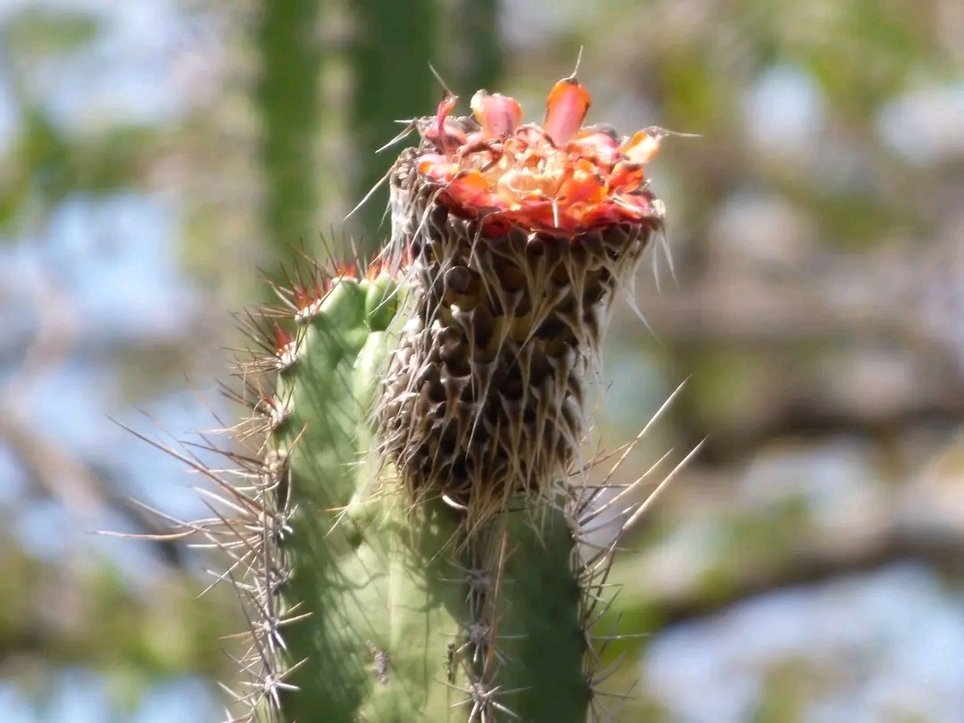 Pachycereus lepidanthus