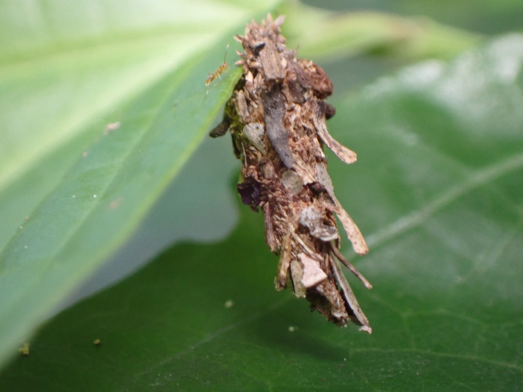 Argentine Bagworm