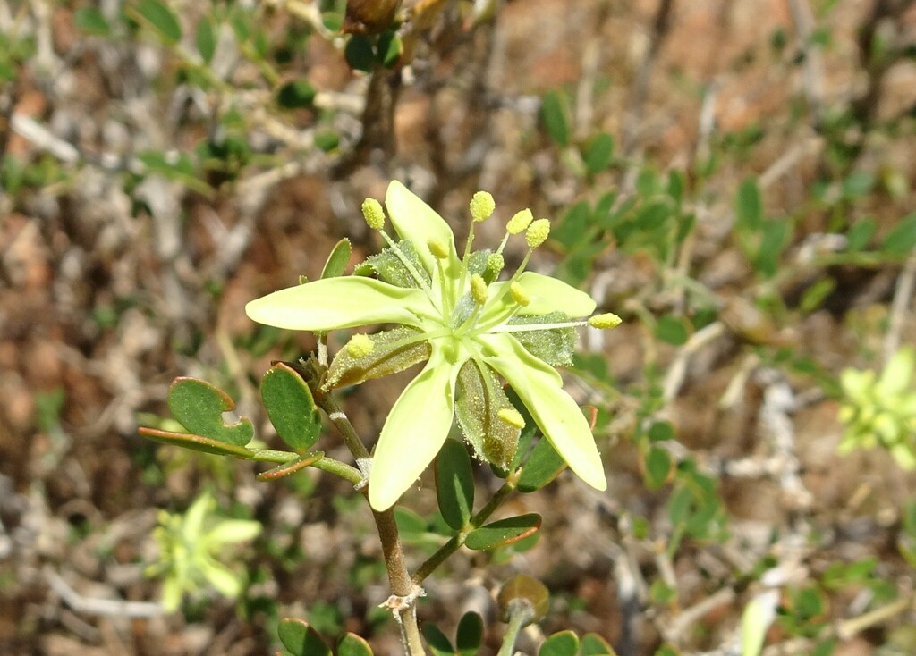 corky bark caltrop
