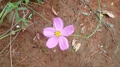 Cosmos crithmifolius
