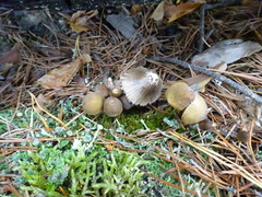 Mycena viridimarginata