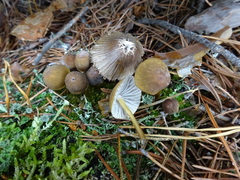 Mycena viridimarginata