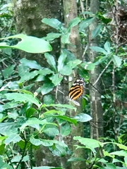 Melinaea lilis imitata