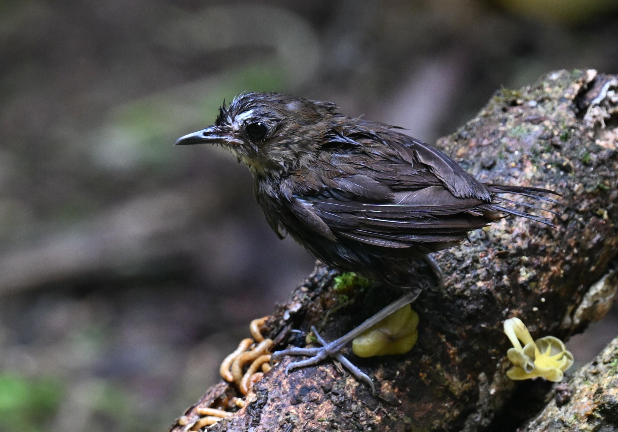 Lesser Shortwing