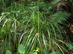 Carex forsteri