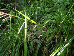 Carex forsteri